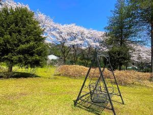 ベニバナみつまた群生