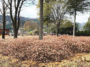 ベニバナみつまた群生